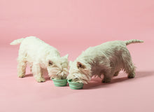 Indlæs billede til gallerivisning Hevea hund hundeskåle fra Hevea i mint farve. Bæredygtig og designet i Danmark
